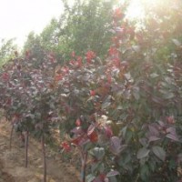 蜀檜、白蠟、金葉白蠟、北美海棠、紅寶石海棠