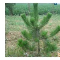 供應(yīng)油松苗、1米油松苗、2米油松苗3米油松苗