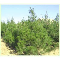 供應油松 供應油松