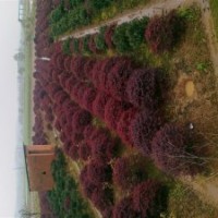 杜鵑、紅葉石楠、桂花、紅花桎木、香樟等等