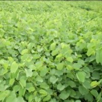 大甩賣20萬宮粉紫荊花0.7元高50到1米 地經(jīng)0.5