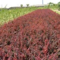 華藝苗木種植場供應最新苗木紅葉小檗