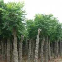 供應(yīng)欒樹 12公分欒樹