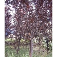 供應(yīng)綠化樹國(guó)槐,紫葉李,北欒