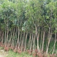 湖南跳馬精品八月桂熱銷苗木花木產(chǎn)品走俏全國 100%讓您滿意