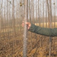 供應(yīng)107速生楊