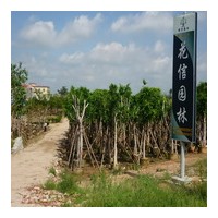 15-30小葉榕袋苗