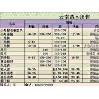 小葉榕樹樁；小葉垂榕、大型三角梅、中東海藻、老人葵、霸王棕