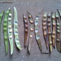 大量供應(yīng)宮粉紫荊種子或者其豆莢