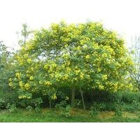 黃花槐 小葉欖仁 雞冠刺桐