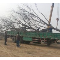 長(zhǎng)期供應(yīng)大規(guī)格原生國(guó)槐