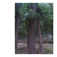 大量出售速生國槐 合歡 白蠟 價格優(yōu)惠