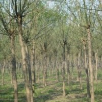 供應各種規(guī)格國槐