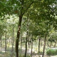 苗木基地供應(yīng)10公分以上光桿香樟截桿香樟