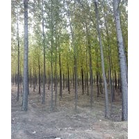 河北速生楊，大量供應(yīng)各種規(guī)格速生楊苗木