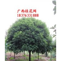 低價出售直徑5-35公分桂花樹！