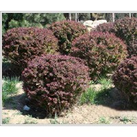 紅葉小檗價格批發(fā) 紅葉小檗基地 小苗 綠化工程苗