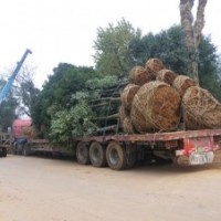 常德香樟樹益陽香樟樹寧鄉(xiāng)香樟樹飛機(jī)場(chǎng)香樟樹