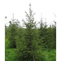 苗圃低價出售云杉，茶條槭，國槐，蒙古櫟
