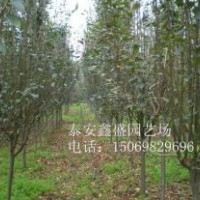 西府海棠-優(yōu)質(zhì)西府海棠-山東優(yōu)質(zhì)西府海棠