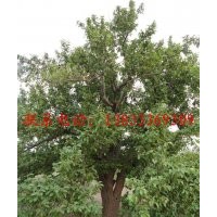 八棱海棠樹