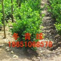 大葉黃楊供應(yīng)，大葉黃楊價(jià)格，大葉黃楊基地