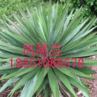 供應(yīng)哪里產(chǎn)鳳尾蘭，哪里鳳尾蘭便宜，哪里種植鳳尾蘭，哪里賣鳳尾