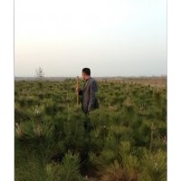 中國魯南地區(qū)油松黑松供應(yīng)