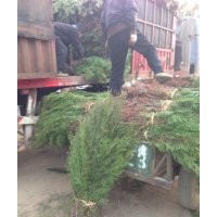 優(yōu)質(zhì)黑松低價出售