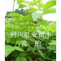 供應(yīng)湖北利川經(jīng)濟(jì)林木黃柏小苗 黃柏樹 黃柏種子 黃柏樹苗價(jià)格