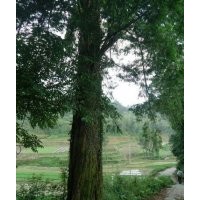 緊急處理紅豆兩棵