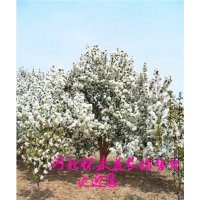 出售八棱海棠樹海棠果