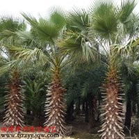 供應華棕(華盛頓棕櫚)