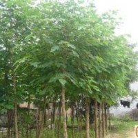 河北構(gòu)樹(shù) 保定構(gòu)樹(shù)苗木 構(gòu)樹(shù)基地