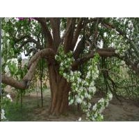 河北八棱海棠樹基地