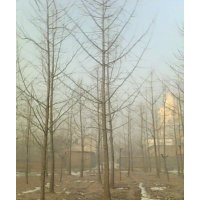 18公分銀杏樹1500元