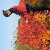 美國紅楓2013年小苗行情