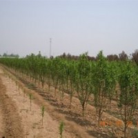 供應海棠，碧桃等綠化苗木