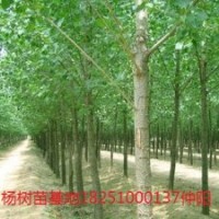 誠(chéng)程苗業(yè)大量批發(fā)各種楊樹(shù)苗