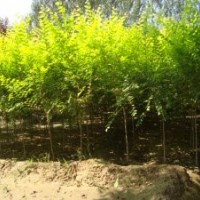 金葉榆價(jià)格