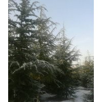 供應六米雪松，雪松供應