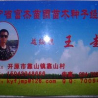 紫葉稠李、紫葉稠李、紫葉稠李