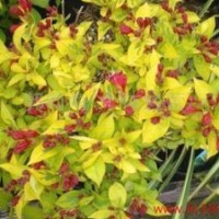 河北供應(yīng)優(yōu)質(zhì)金葉錦帶