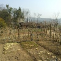 供應(yīng)成年三角楓，銀杏，杜仲