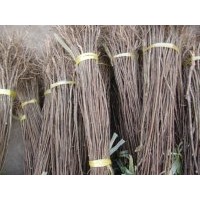 2013年最新的紫薇苗價(jià)格紫薇苗批發(fā)出售