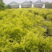 供應(yīng)成都千層金袋苗 黃千層