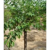 供法桐 國(guó)槐 白蠟 欒樹 馬褂木 七葉樹