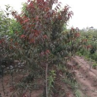 3公分的紅葉碧桃基地泰安至誠(chéng)苗圃
