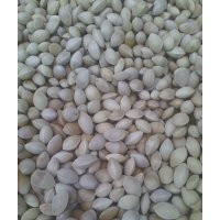 供應(yīng)銀杏樹(shù)，銀杏種子