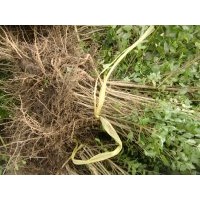 小葉女貞苗小葉女貞球小葉女貞經(jīng)銷商小葉女貞基地